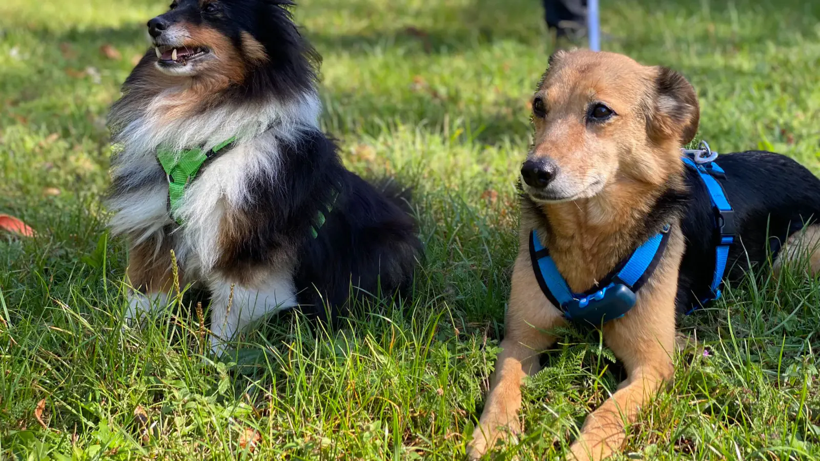 Zwei Hunde liegend