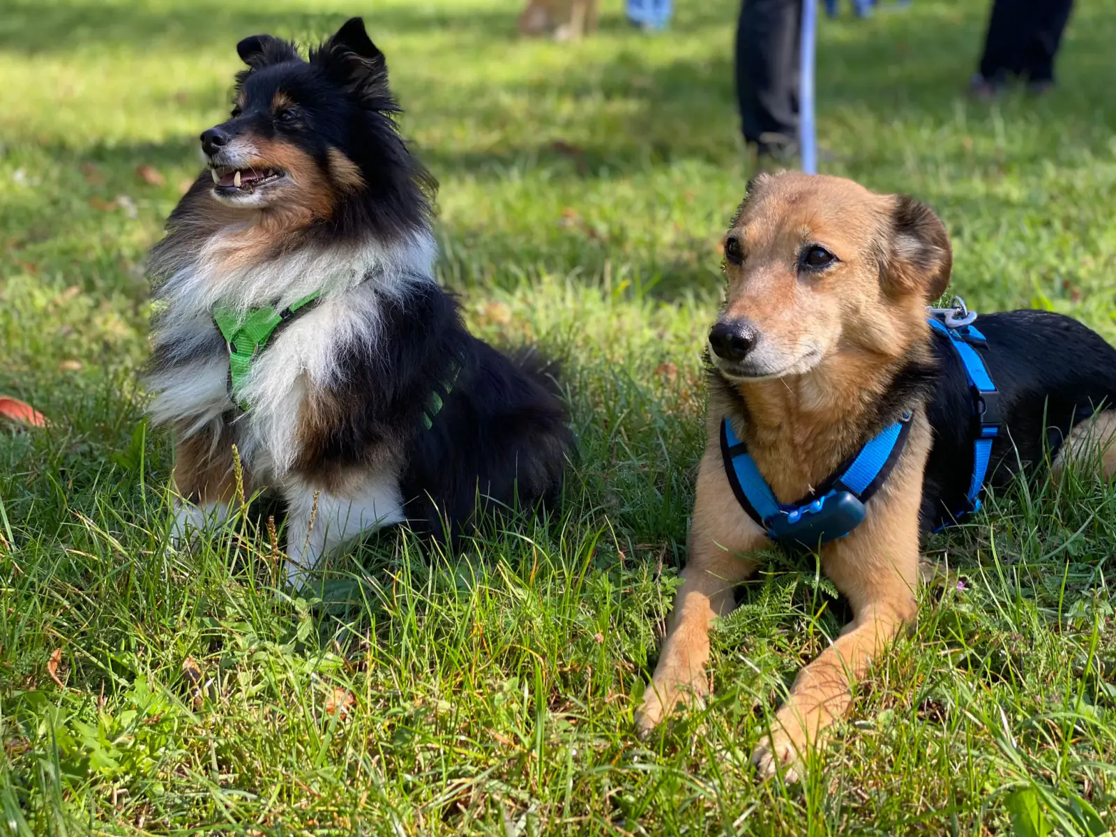 Zwei Hunde liegend
