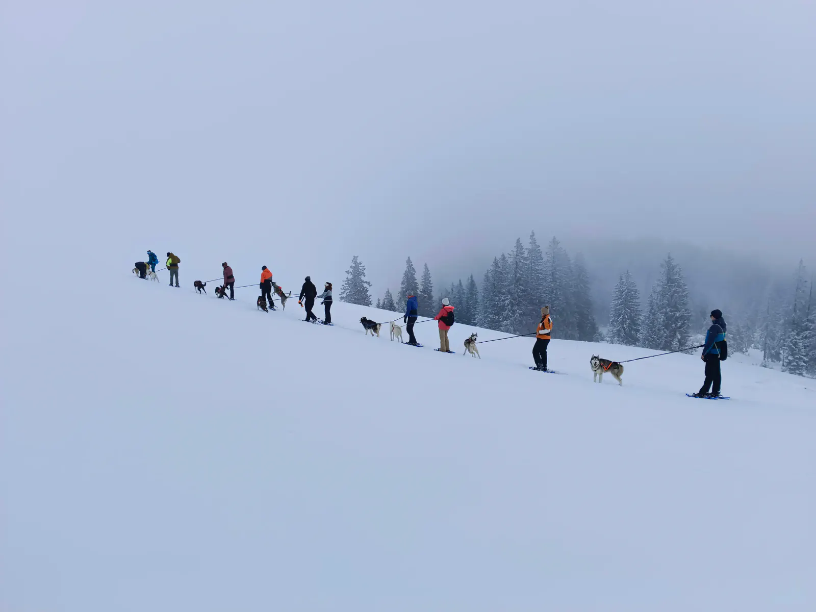 Husky Schneeschuhtrekking