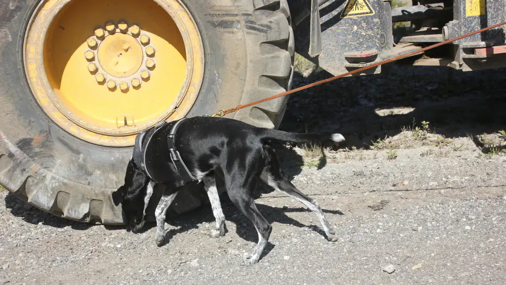 Hund bei Rad