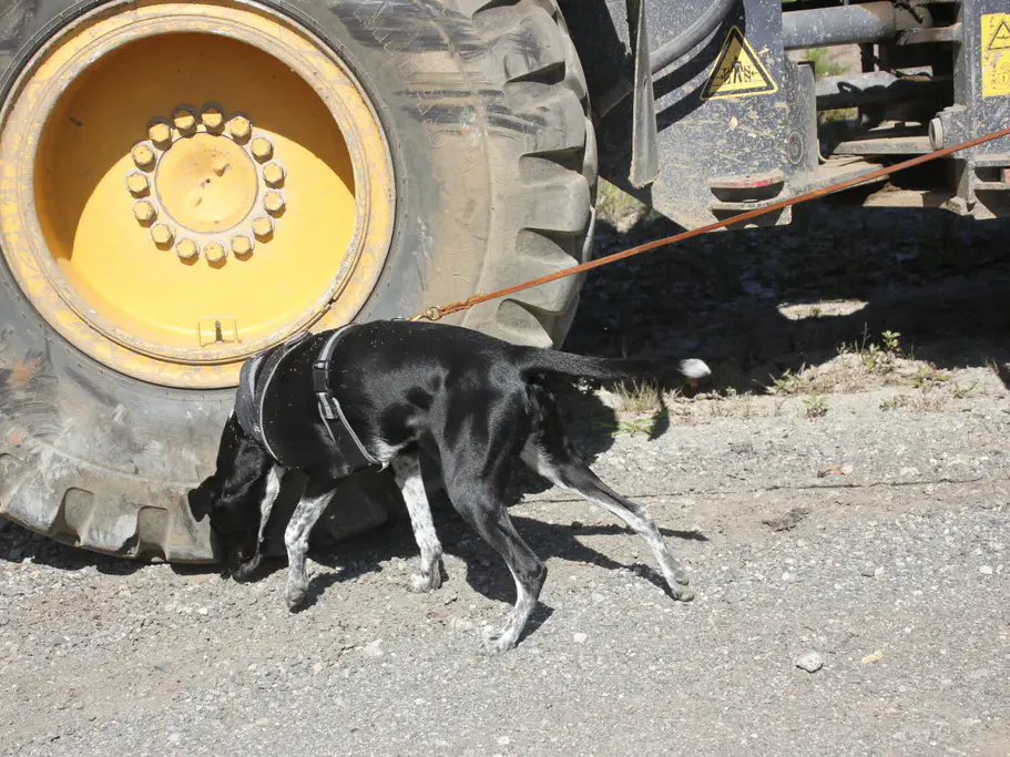 Hund bei Rad