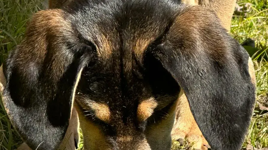 Hund bei Suche