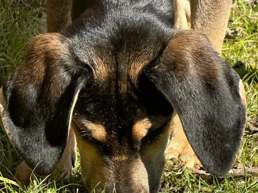 Hund bei Suche