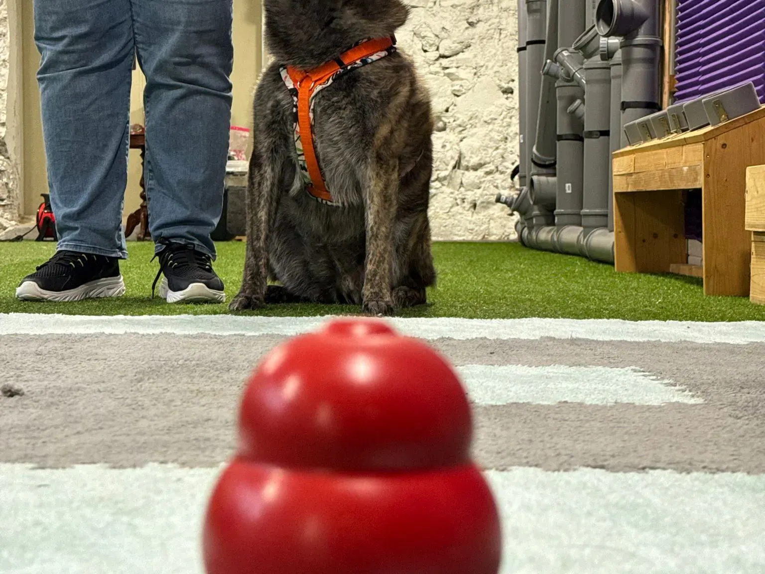 Hund bei Kong Training