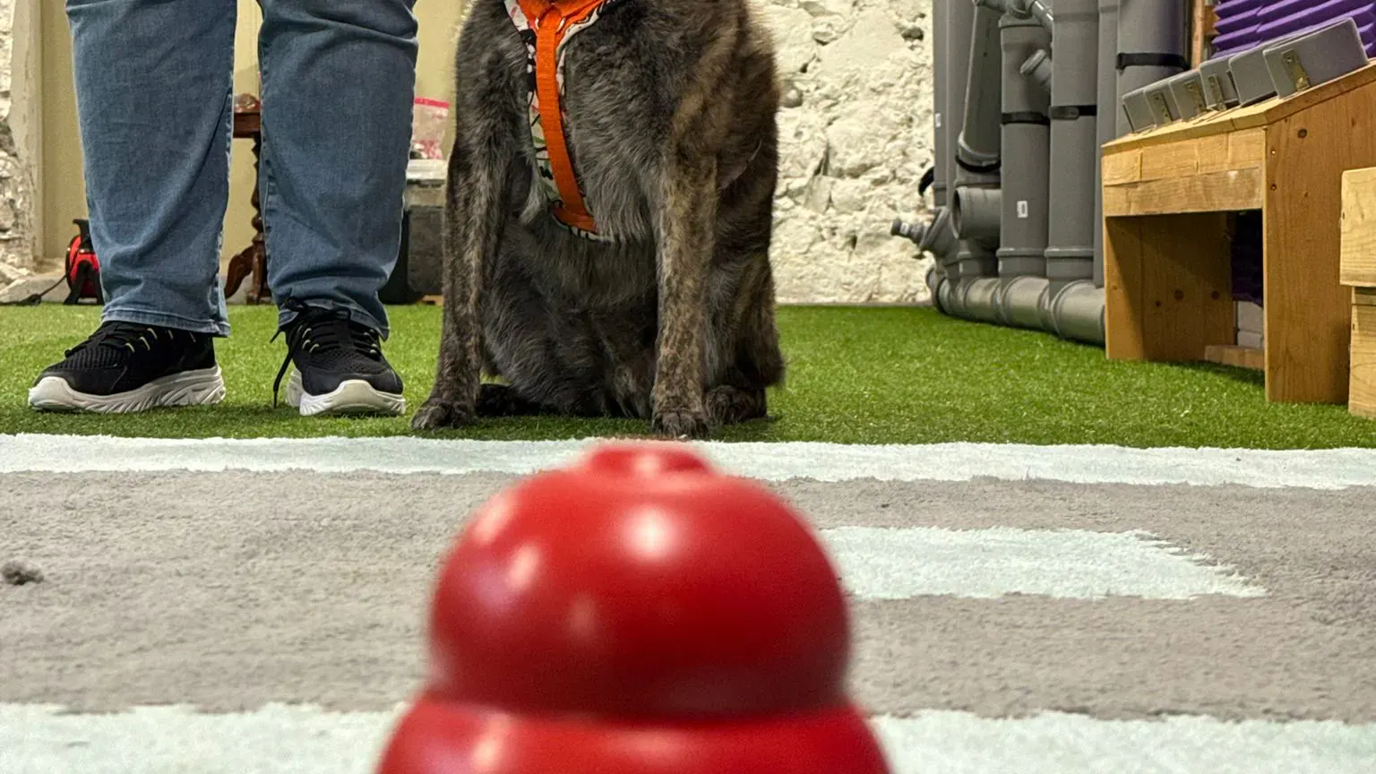 Hund bei Kong Training