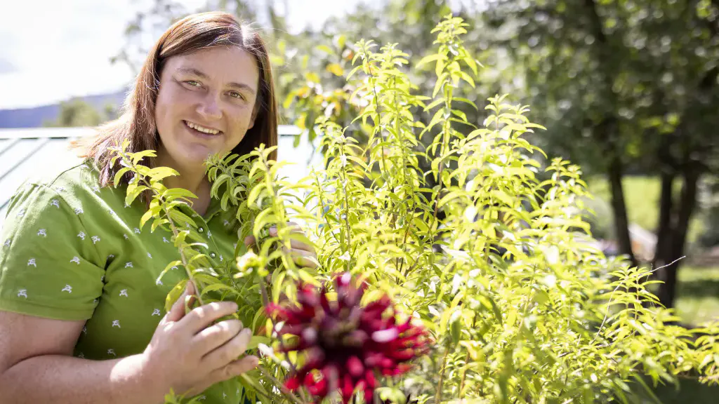 Beate im Bauerngarten hinter Goldmelissenblüte und Zitronenverbene-Strauch