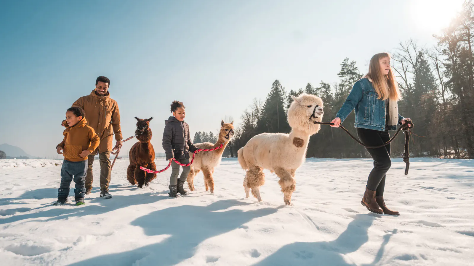 Alpaka Wanderung im Schnee