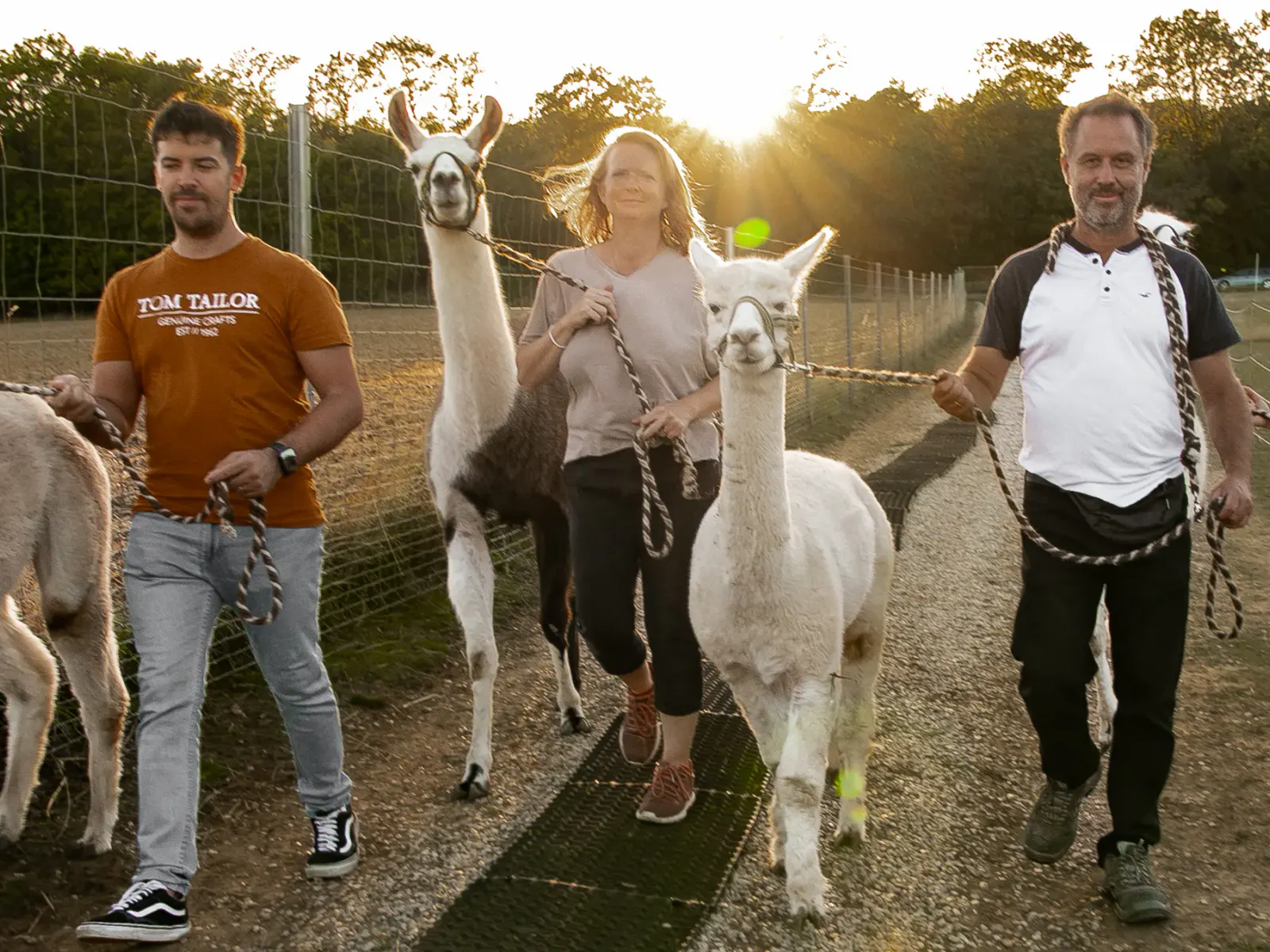 Alpakas und Lamas