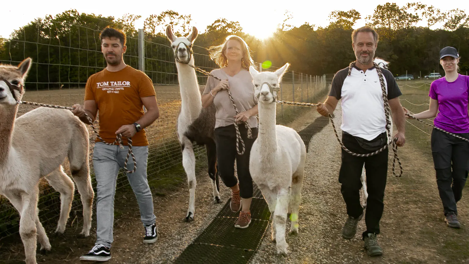 Alpakas und Lamas