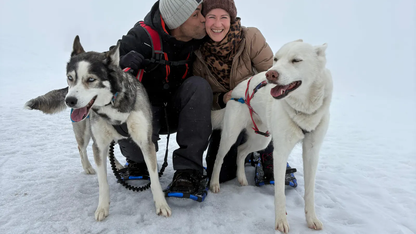 Husky Schneeschuhtrekking