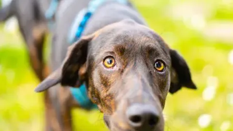 Hund von vorne