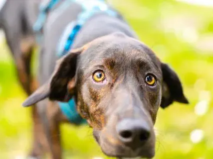 Hund von vorne