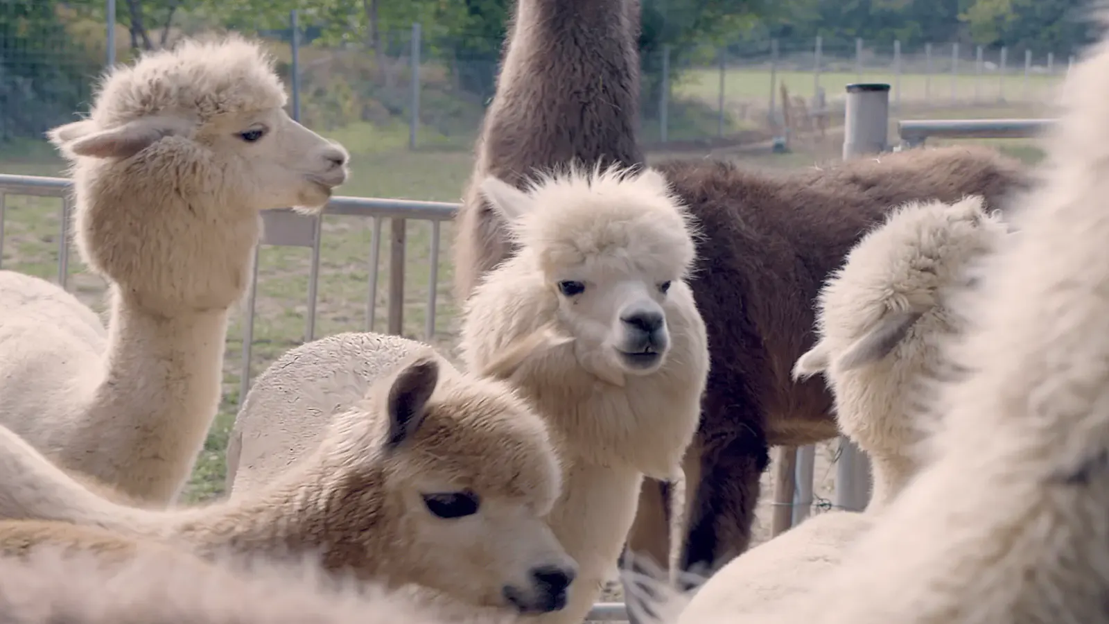 Alpakas und Lamas