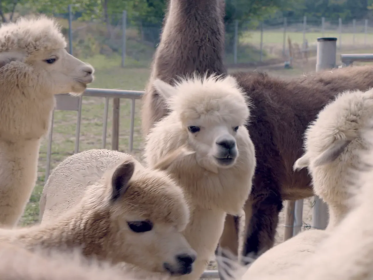 Alpakas und Lamas