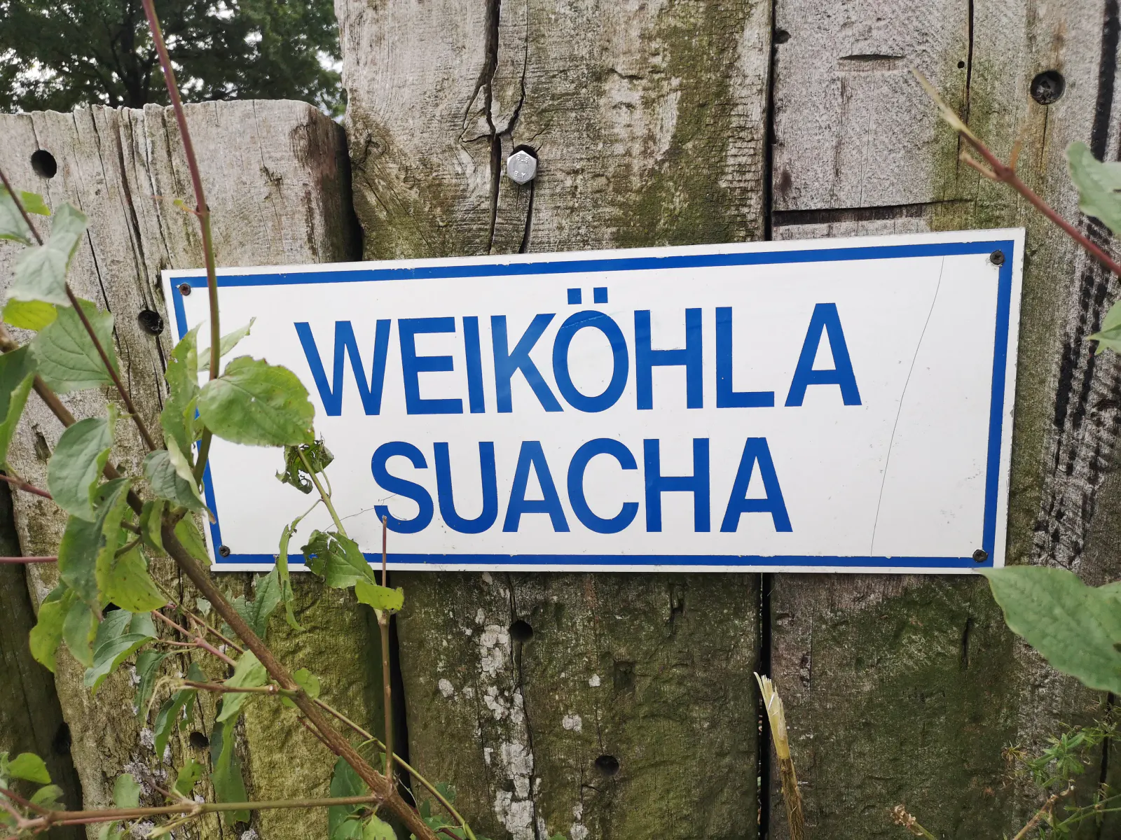 Weiköhla suacha