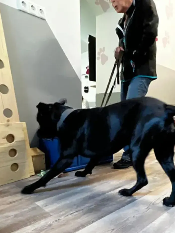 Immer der Nase nach - Spürhunde Webinar 2